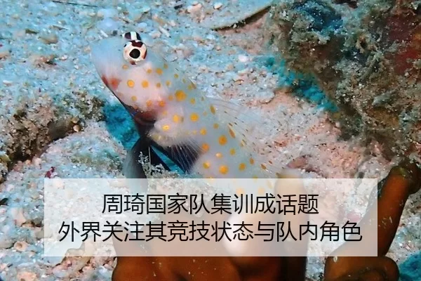 周琦国家队集训成话题 外界关注其竞技状态与队内角色